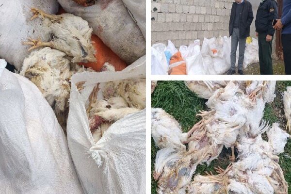 کشف انبار دپوی مرغ فاسد و مُرده در بندر انزلی