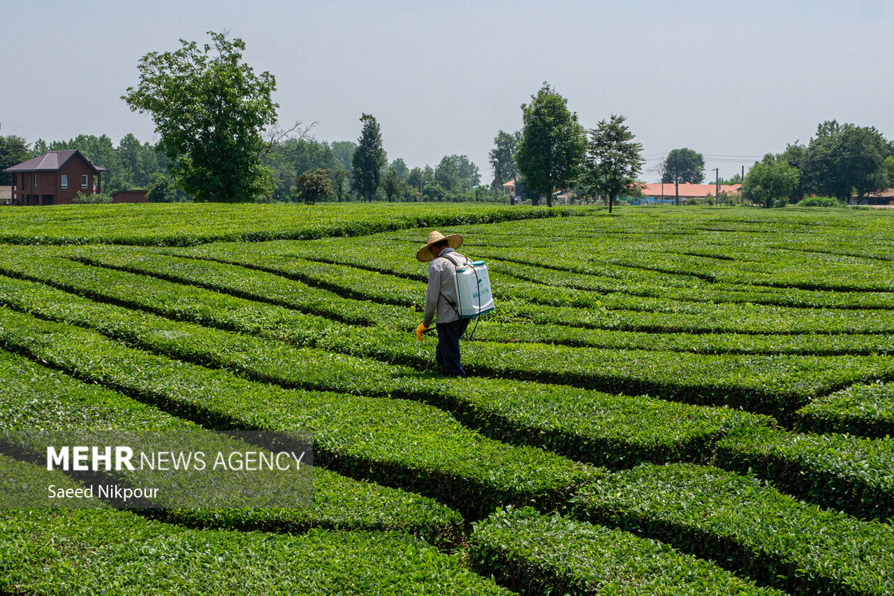 بهشتی: ۷۱۳ تُن کود میان چایکاران رودسر توزیع شد