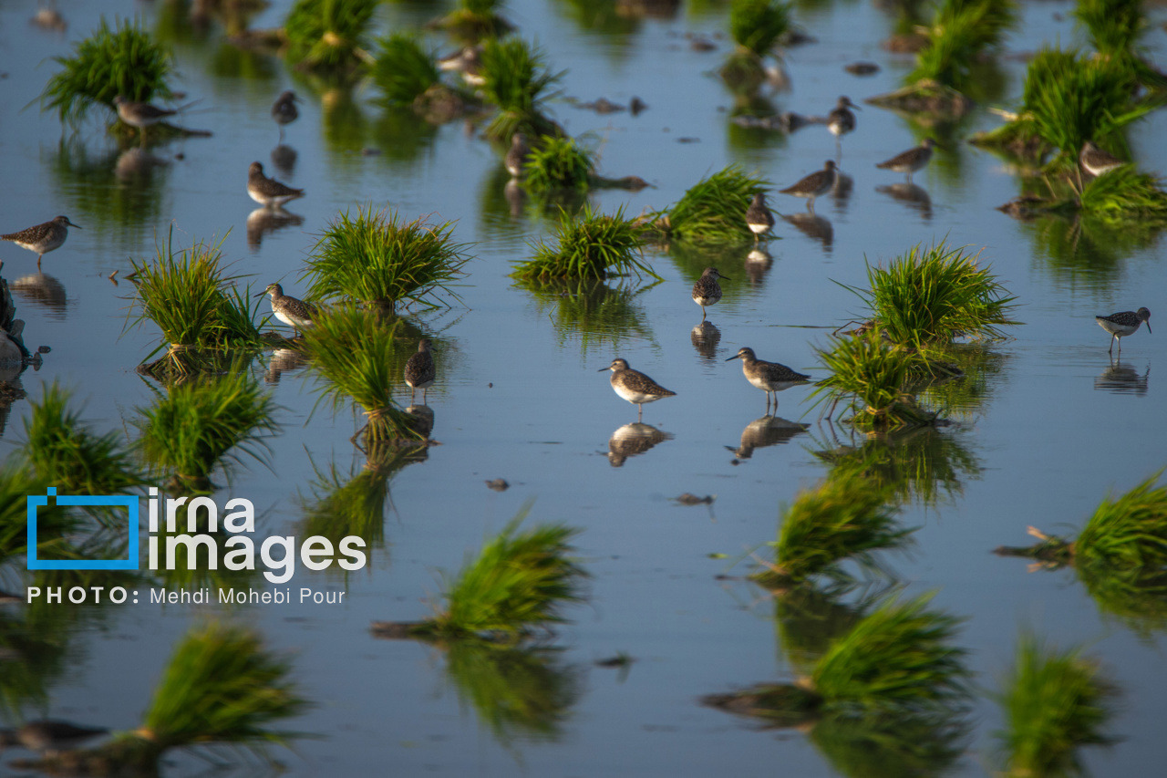 مانور مقابله با آفت‌کش‌های غیرمجاز و تقلبی در بازار گیلان آغاز شد