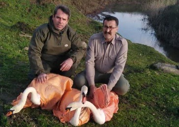 رهایی قوی‌های فریادکش در تالاب بین‌المللی انزلی