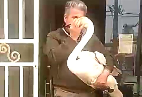 نجات و رهاسازی قوی فریادکش مجروح پس از تیمار در آستانه‌اشرفیه