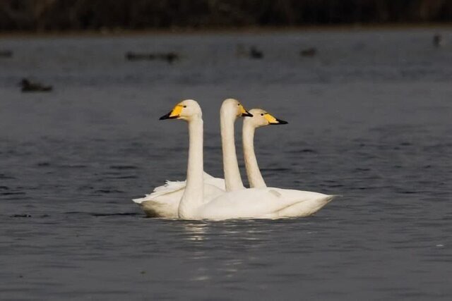 رهاسازی ۳ قوی فریادکش تیمار شده در تالاب بین‌المللی انزلی