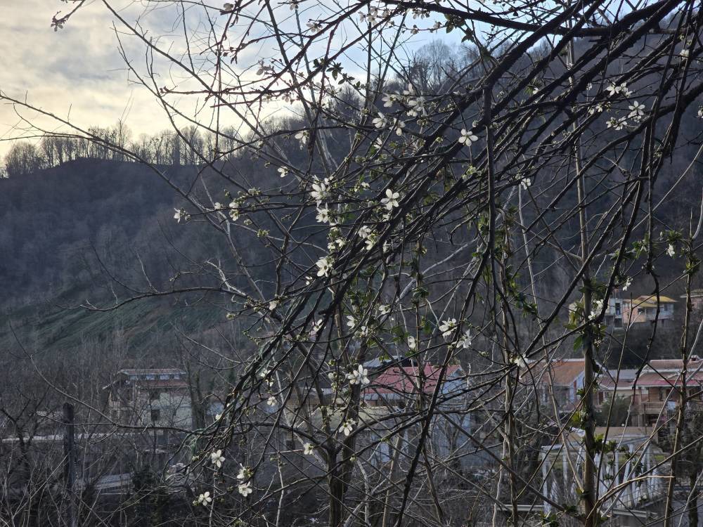 هوای مطبوع بهاری گیلان در آخرین روز‌های زمستان