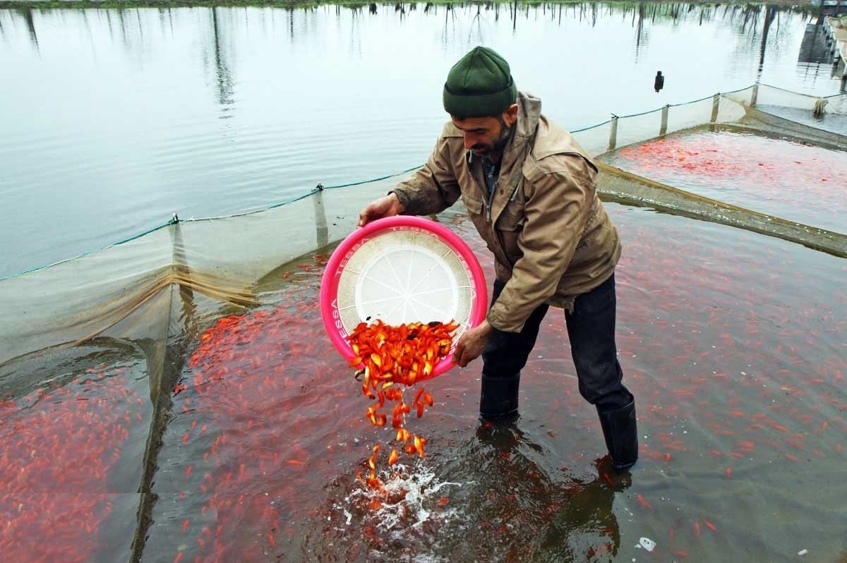 رتبه نخست گیلان در تولید ماهیان زینتی کشور
