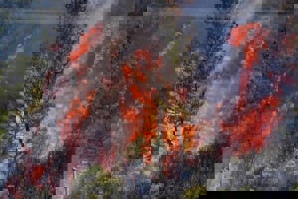 رخش بهار: آتش‌سوزی عمدی در پارک ملی بوجاق مهار شد