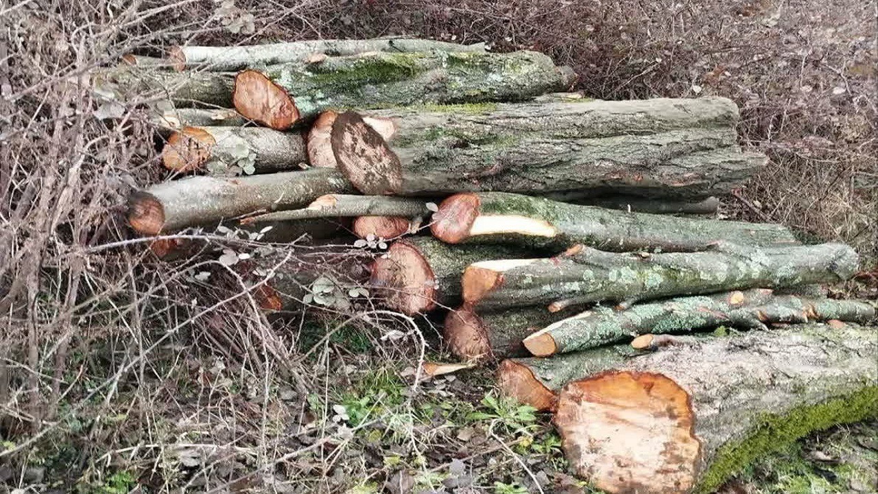 دستگیری قاچاقچیان چوب در لوندویل آستارا