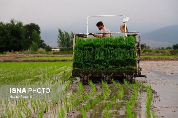 اعطای تسهیلات آسان ۲۰۰ میلیونی به شالیکاران گیلانی