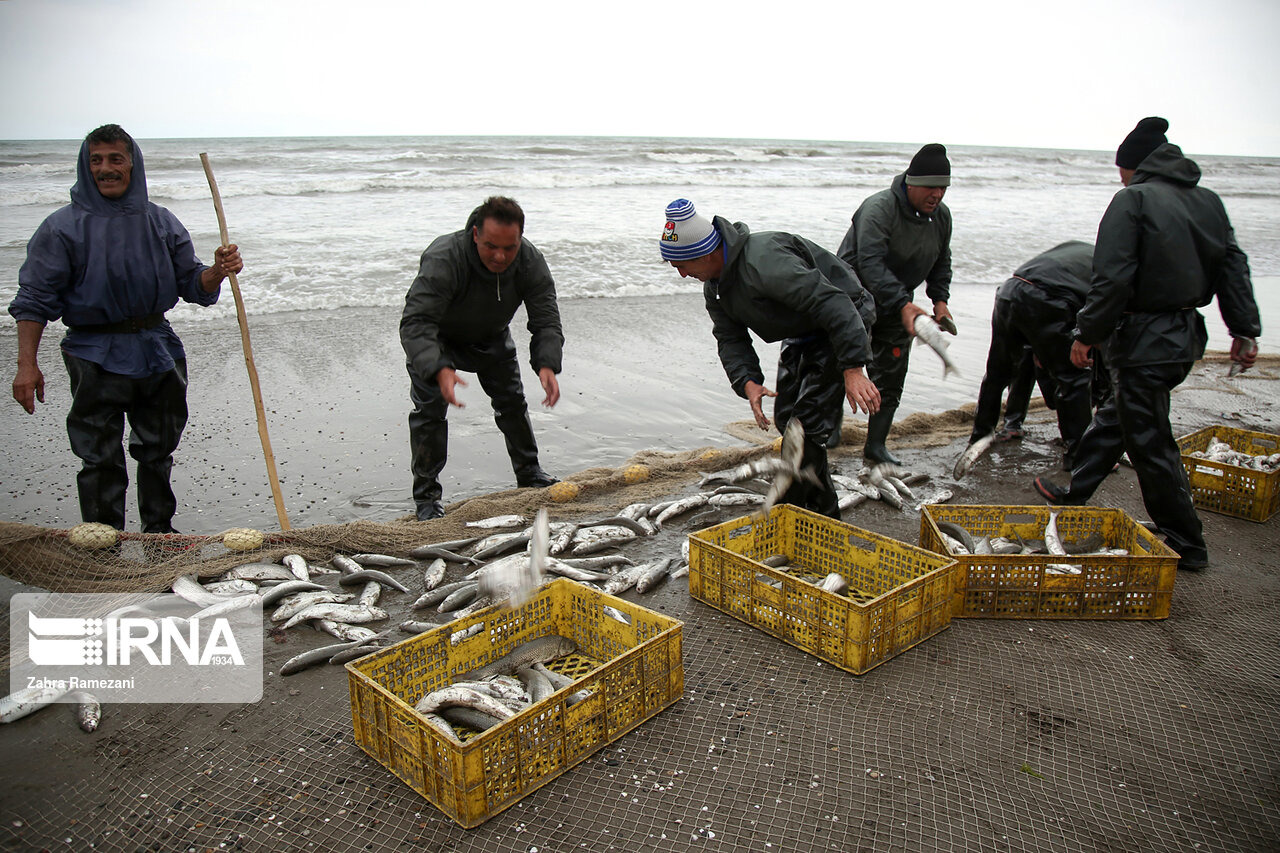 ۸۱۹ تن انواع ماهیان استخوانی در گیلان صید شد
