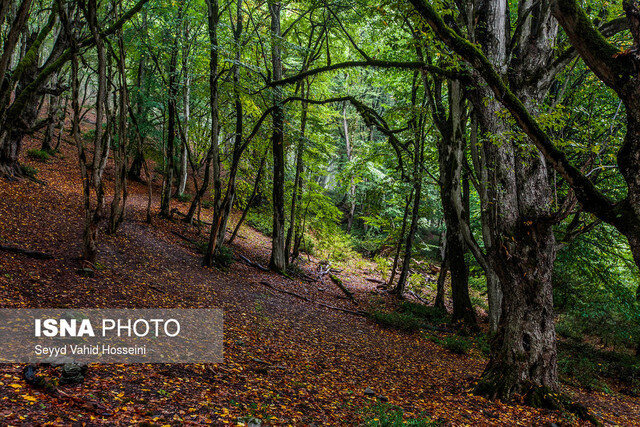 کشف ۶۳ هزار کیلو خاکبرگ و خزه قاچاق در گیلان/ آغاز مبارزه مکانیکی با شب پره سفید