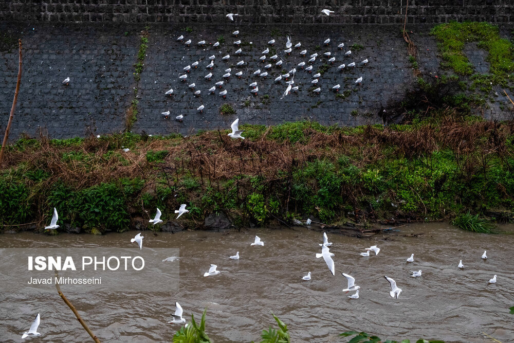 نماینده ولی فقیه در گیلان: احیاء رودخانه های رشت نقش بسزایی در بهبود سلامت عمومی دارد
