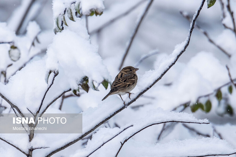 مدیرکل هواشناسی استان: هوای گیلان سرد می شود
