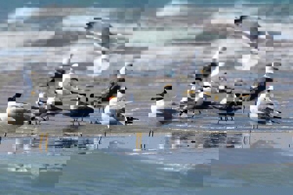 رهایی ۲۳ پرنده آبزی در پناهگاه پناهگاه حیات وحش سلکه