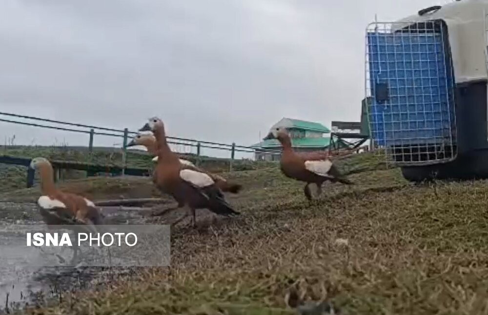 نجات پرندگان قاچاق در تهران و رهاسازی در زیستگاه طبیعی سلکه + فیلم
