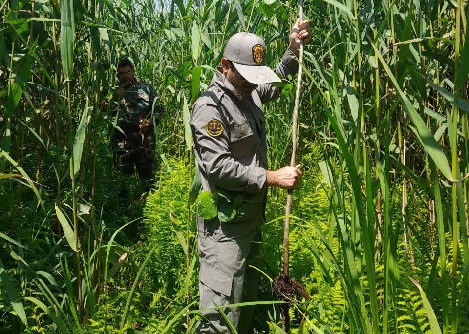 نسیم گیلان
