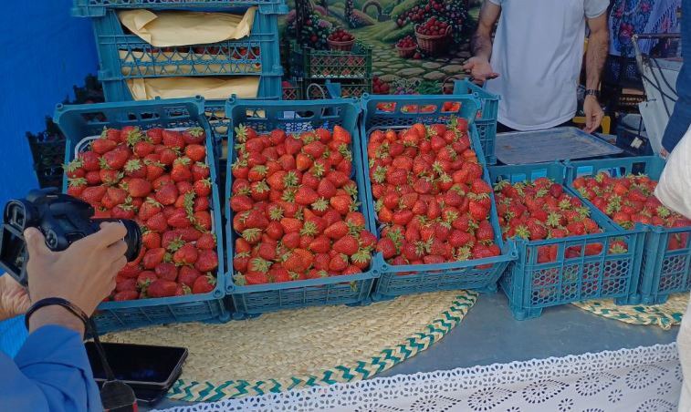 توت فرنگی پیربازار در ویترین نمایش جشنواره محصولات کشاورزی رشت