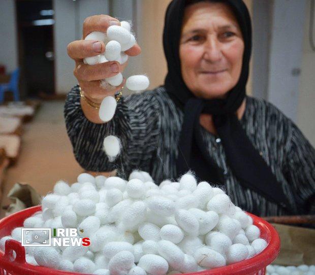 نسیم گیلان