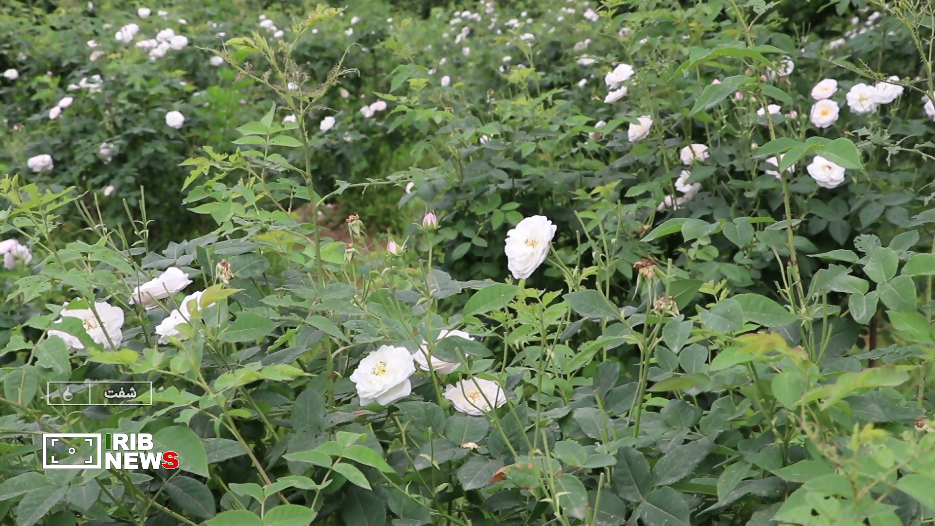 نسیم گیلان