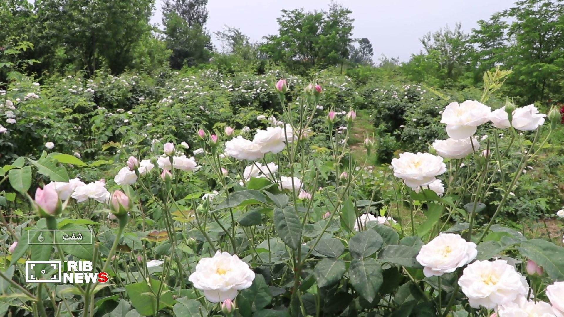 نسیم گیلان