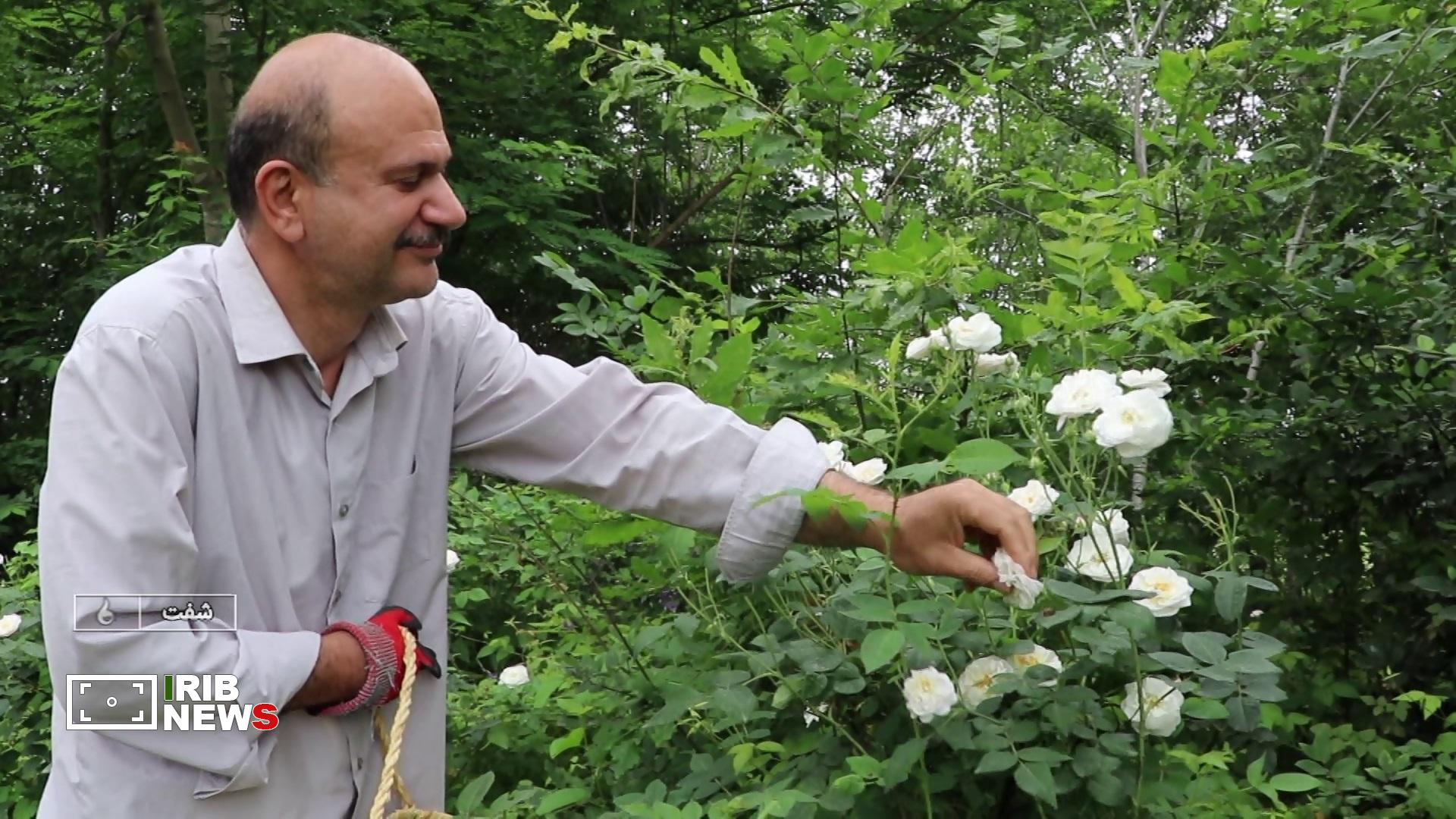 نسیم گیلان