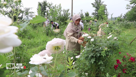 نسیم گیلان