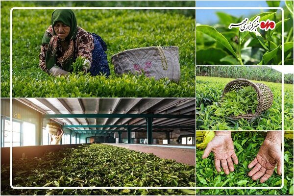 بهشتی: ۸۵۰۰ تُن برگ سبز چای در رودسر خریداری شد