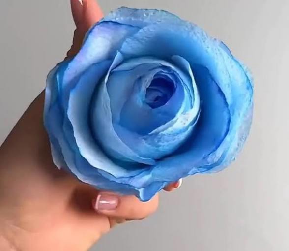 خلاقیت درست کردن گل رز با دستمال کاغذی و لیوان