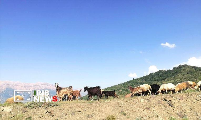 نسیم گیلان