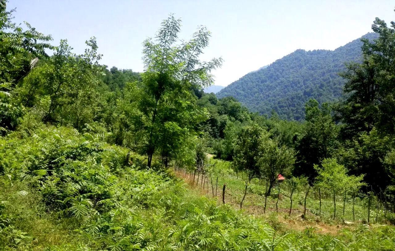 نسیم گیلان