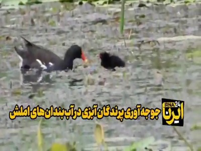 جوجه‌آوری پرندگان آبزی در آب‌بندان‌های شرق گیلان