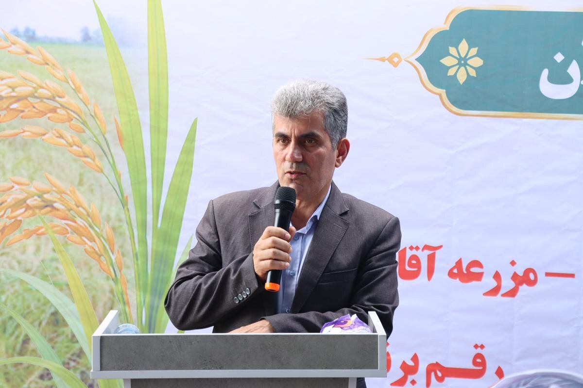 پیش‌بینی برداشت مکانیزه ۲۱۷ هزار هکتار از شالیزارهای گیلان