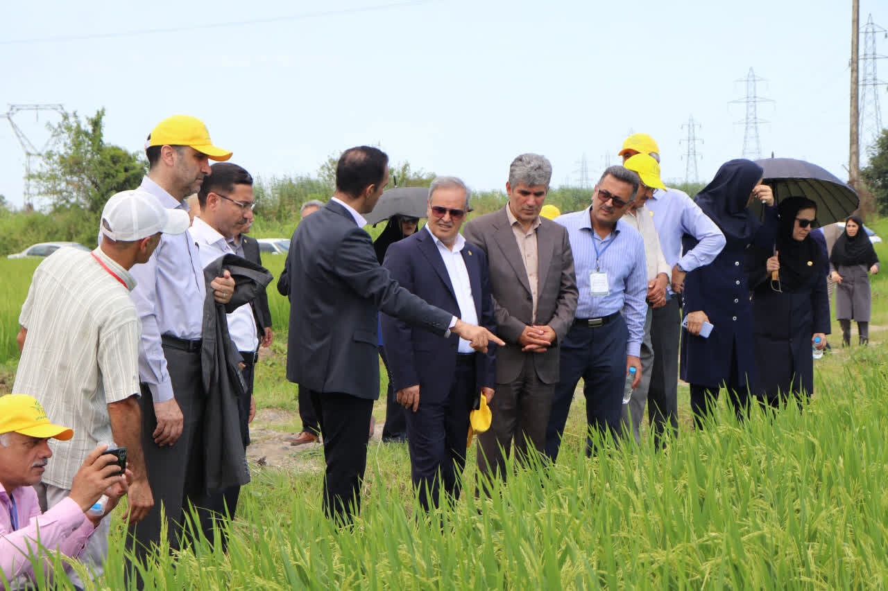 رونمایی از ۲ رقم جدید برنج «تی‌تی» و «کویر» در گیلان
