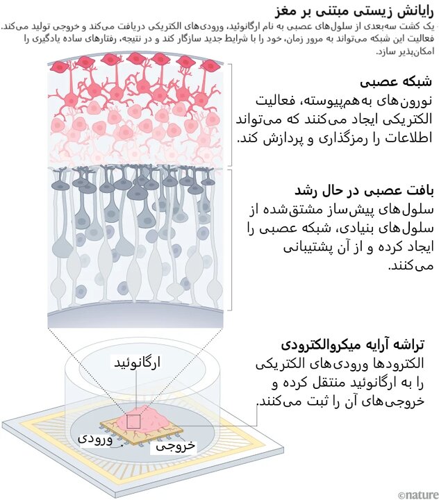 نسیم گیلان