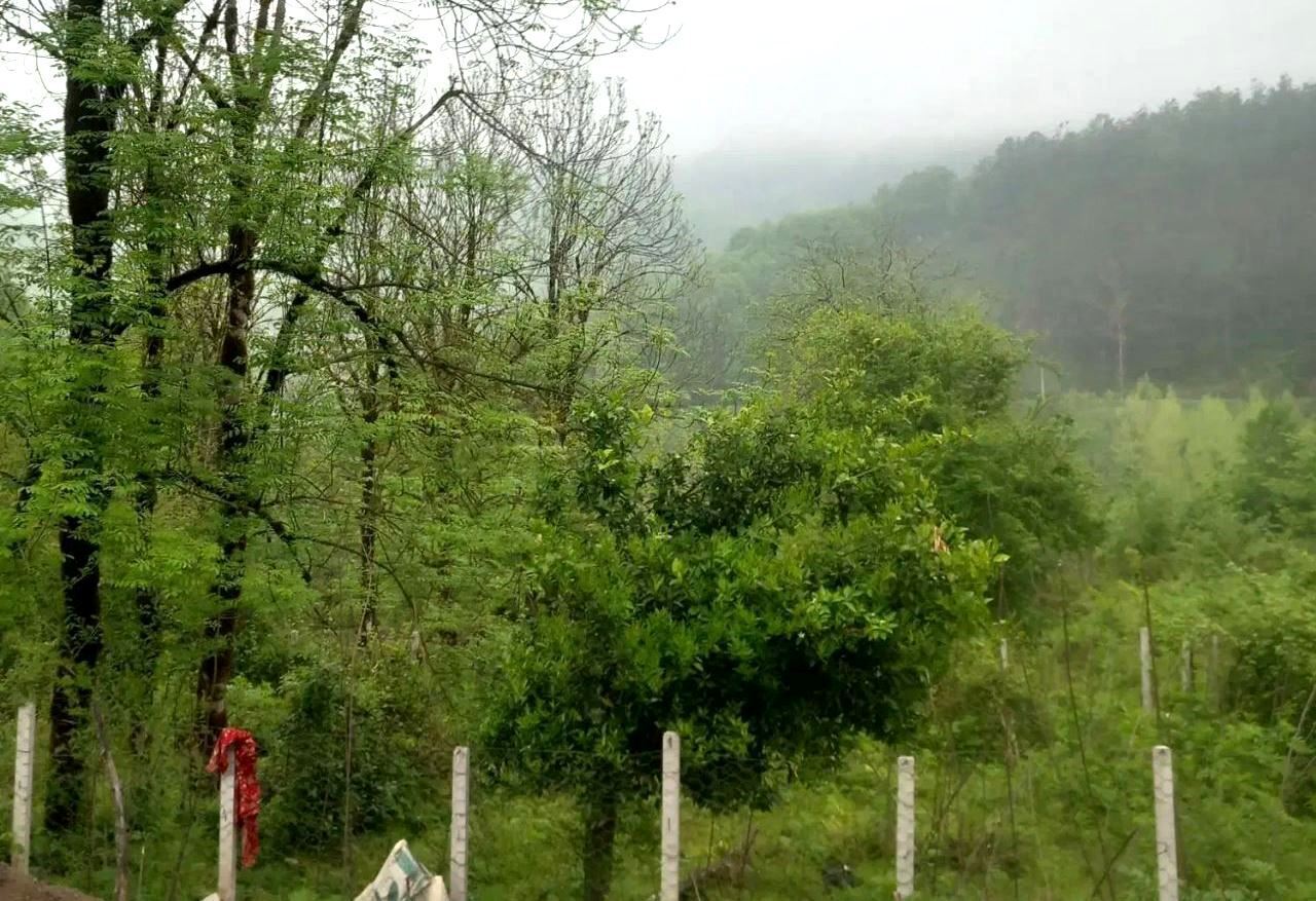 نسیم گیلان
