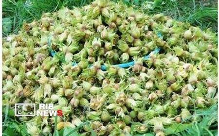 نسیم گیلان