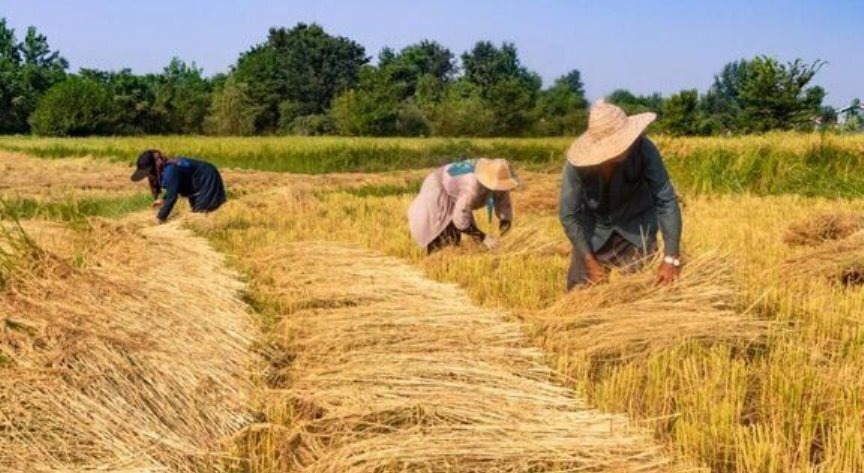 برداشت ۶۰ درصد از شالیزار‌های گیلان تاکنون