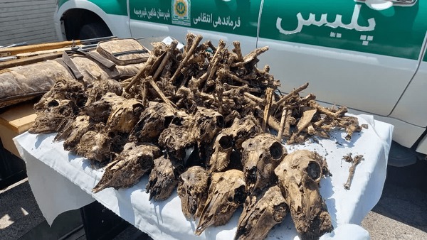 کشف ۴۱ جمجمۀ آهو از چاه آبی در شاهین‌شهر | آخرین خبر