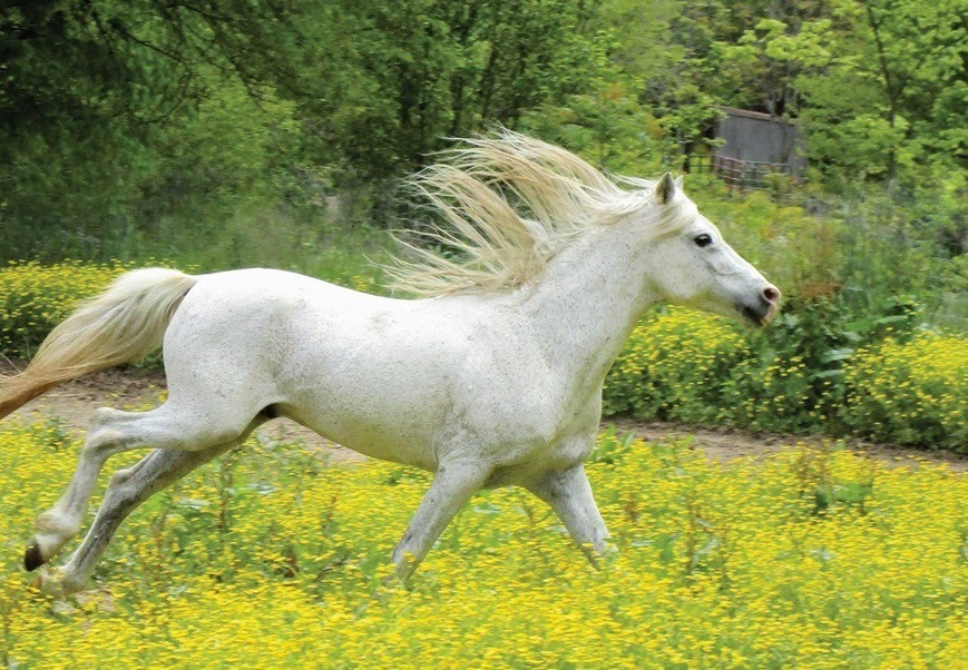 برگزاری جشنواره ملی زیبایی اسب کاسپین در بندرانزلی، مهر ۱۴۰۵