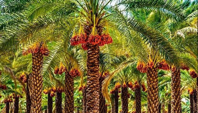 آیا گوگرد معدنی، واقعا خاک نخلستان را احیا می‌کند؟