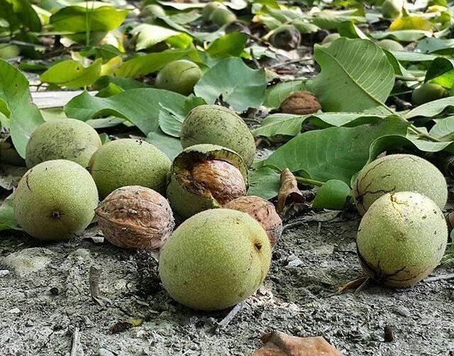 آغاز برداشت نوبرانه گردو از ۴ هزار هکتار باغ‌های گیلان