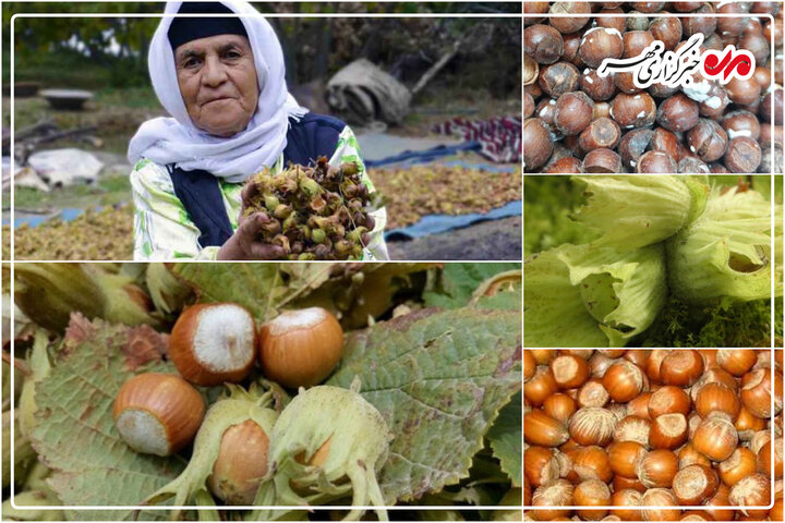 نسیم گیلان