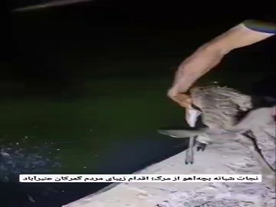 نجات شبانه بچه‌آهو از مرگ؛ اقدام زیبای مردم گمرکان عنبرآباد