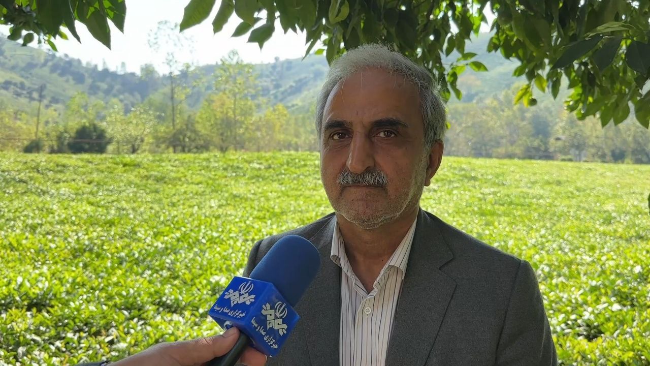 پرداخت ۸۷ درصد کل مطالبات چایکاران شمالی