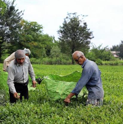 ۸۷ درصد مطالبات چایکاران پرداخت شد