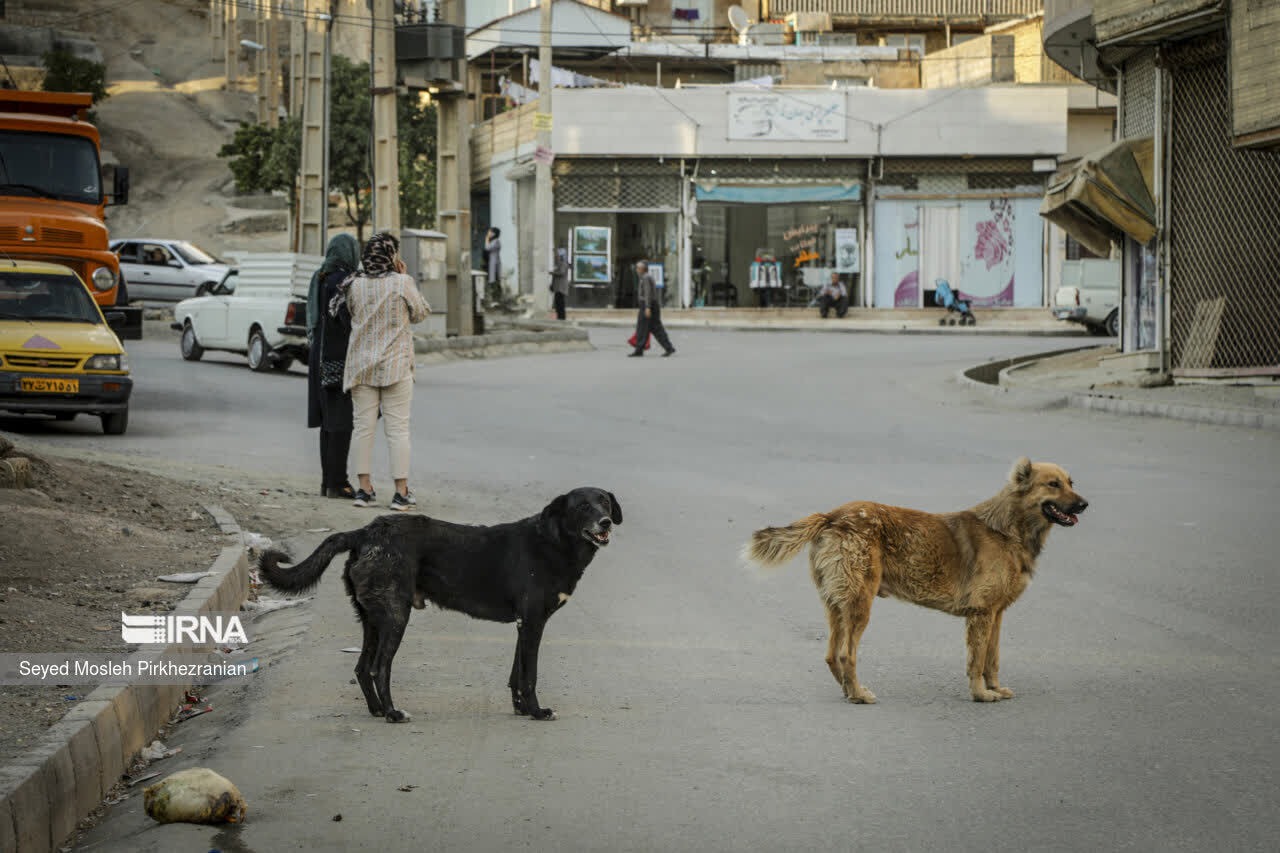 افزایش ۲ برابری حیوان‌گزیدگی در کردستان؛ زنگ خطر هاری با آمار ۴ هزار نفری به صدا درآمد