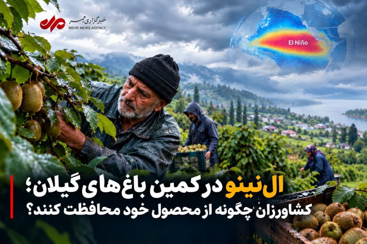 اِل‌نینو در کمین باغات گیلان؛ کشاورزان چگونه از محصول خود محافطت کنند؟