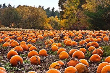 نارنجی شدن جالیز‌های روستای بیار خراسان شمالی با آغاز فصل پائیز
