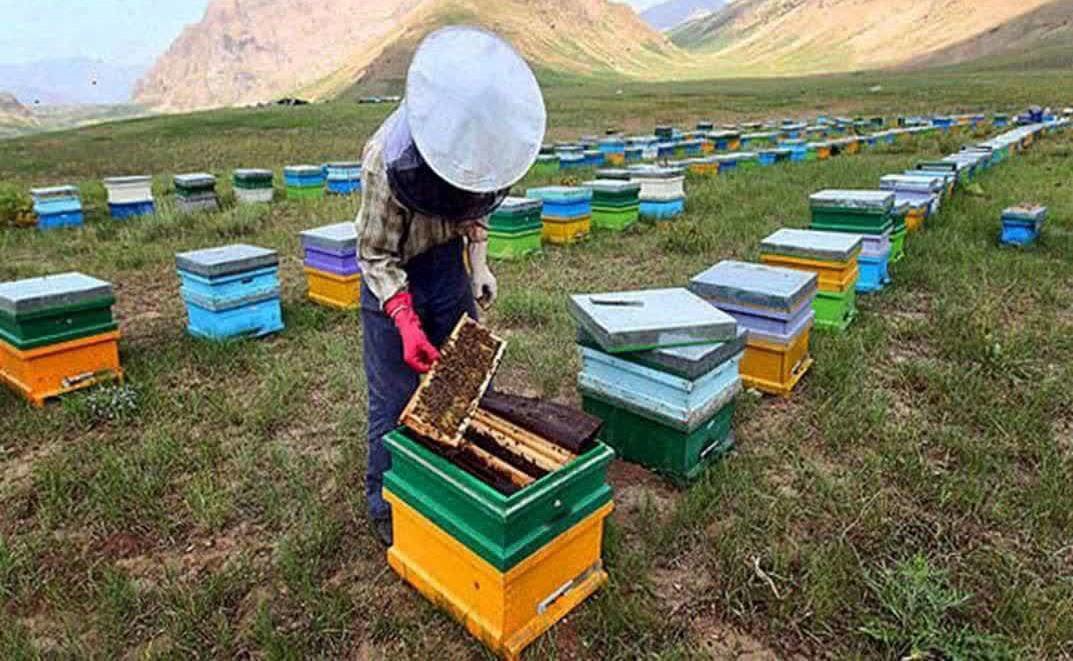 اجرای طرح ملی سرشماری زنبورستان‌ها در گیلان