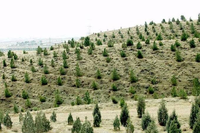 نسیم گیلان
