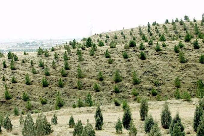 رتبه نخست گیلان در تولید وکاشت نهال جنگلی در کشور