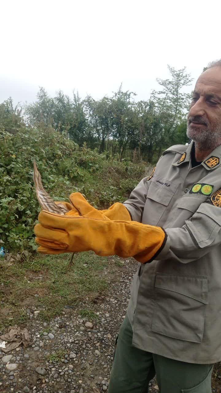 نسیم گیلان